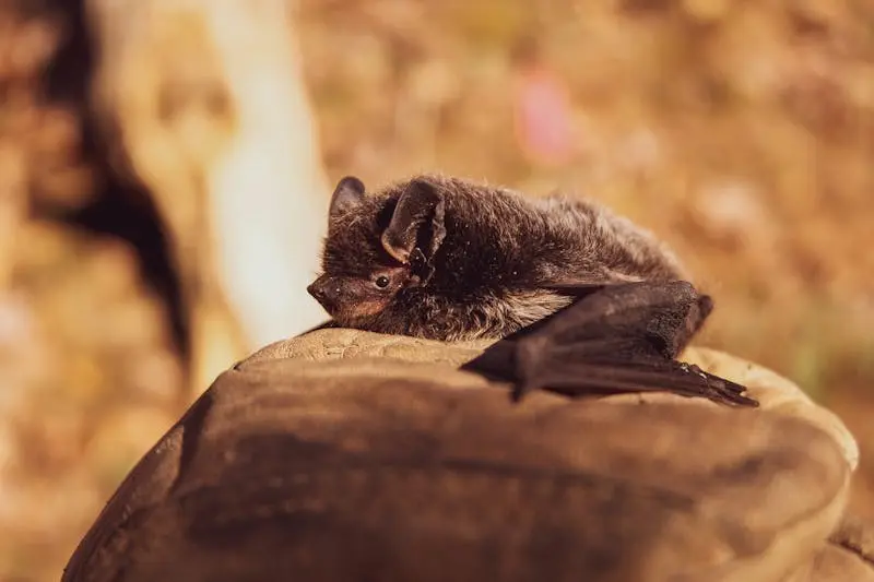 Bat Removal & Exclusion in North Georgia