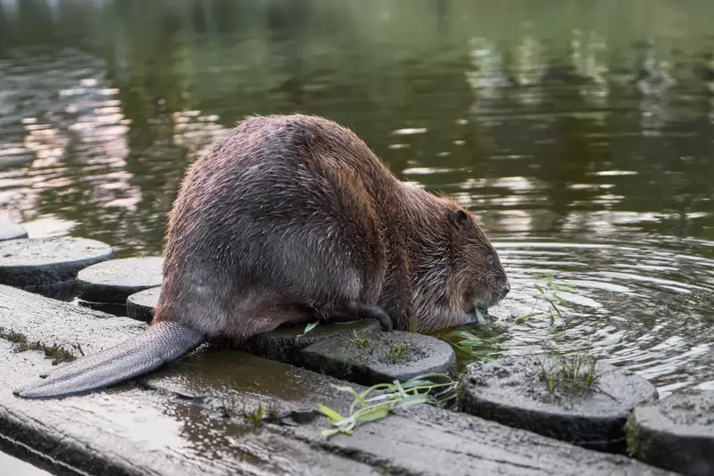 Beaver Removal in North Georgia