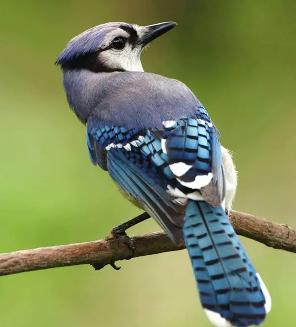 Bird Removal & Deterrents in North Georgia