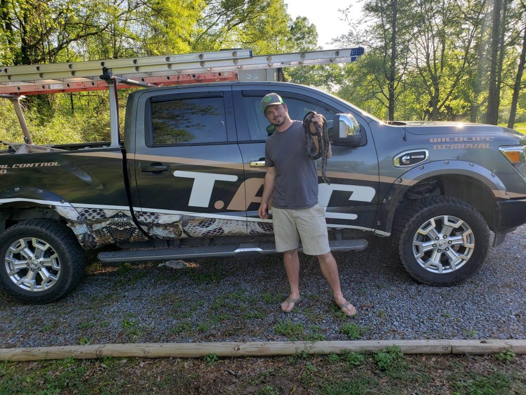 Brandon performing snake removal in Cartersville