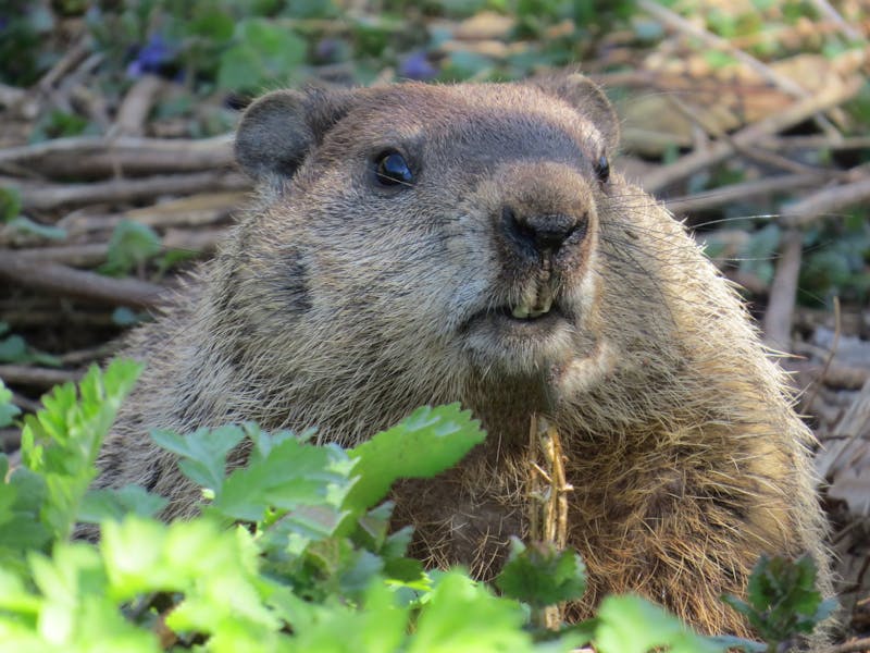 Groundhog Removal