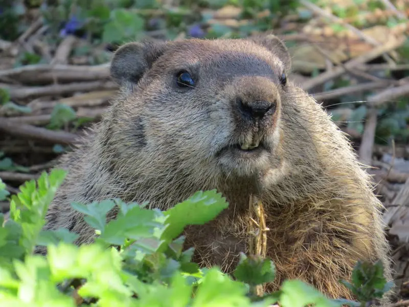 Groundhog Removal in North Georgia