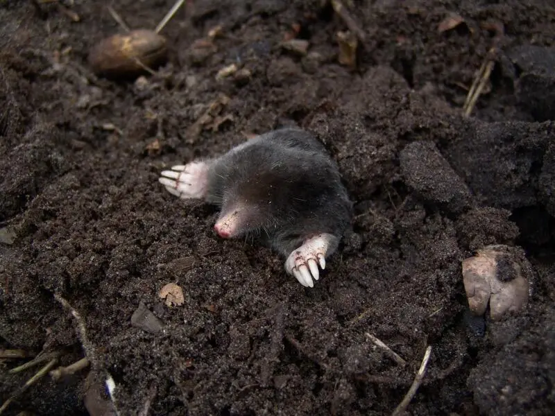 Mole Trapping in North Georgia