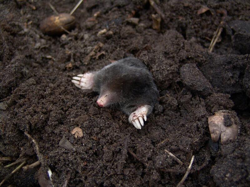 Mole Trapping