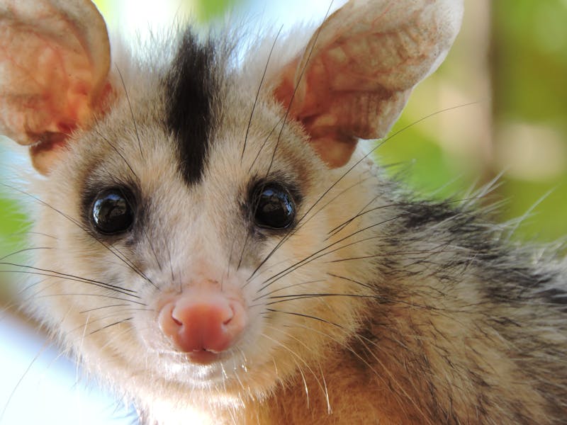 Opossum Removal