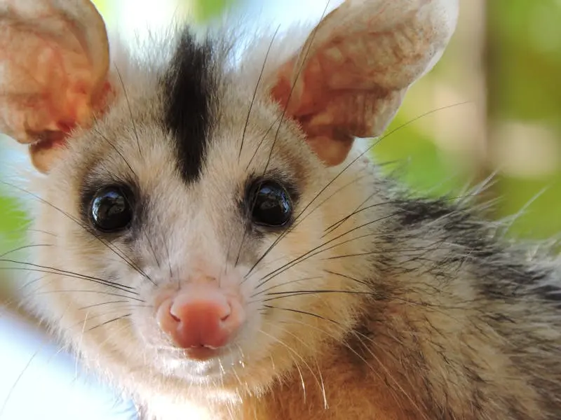 Opossum Removal in North Georgia