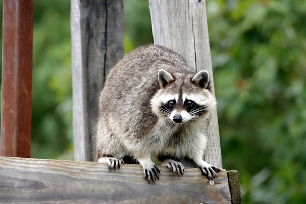 Raccoon Removal