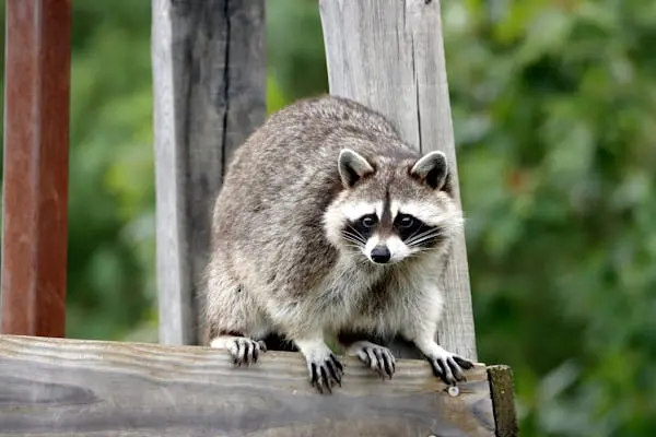 Raccoon Removal in North Georgia