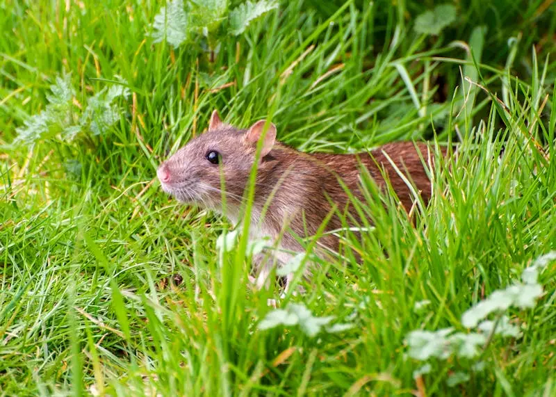 Rat & Mouse Exclusion in North Georgia