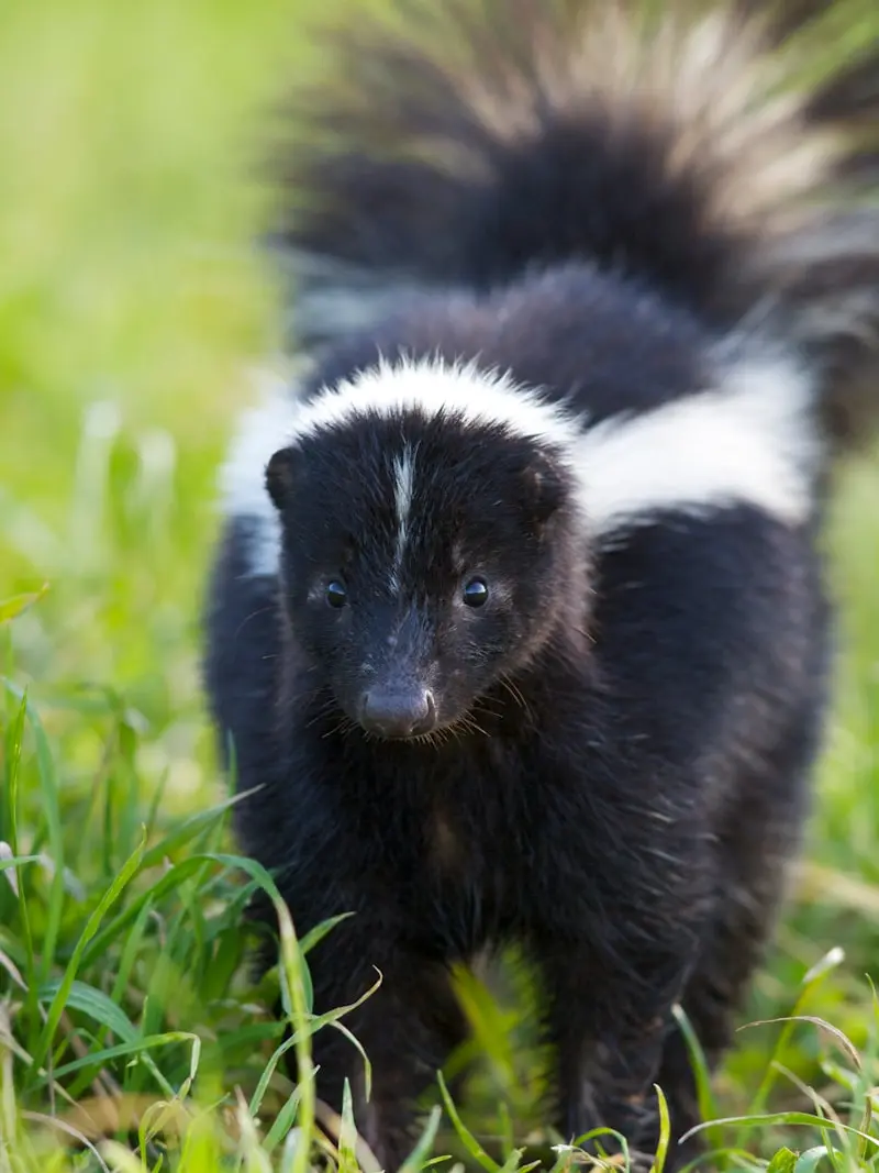 Skunk Removal in North Georgia