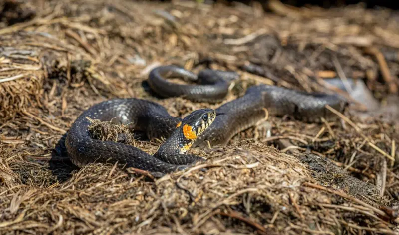 Snake Removal in North Georgia