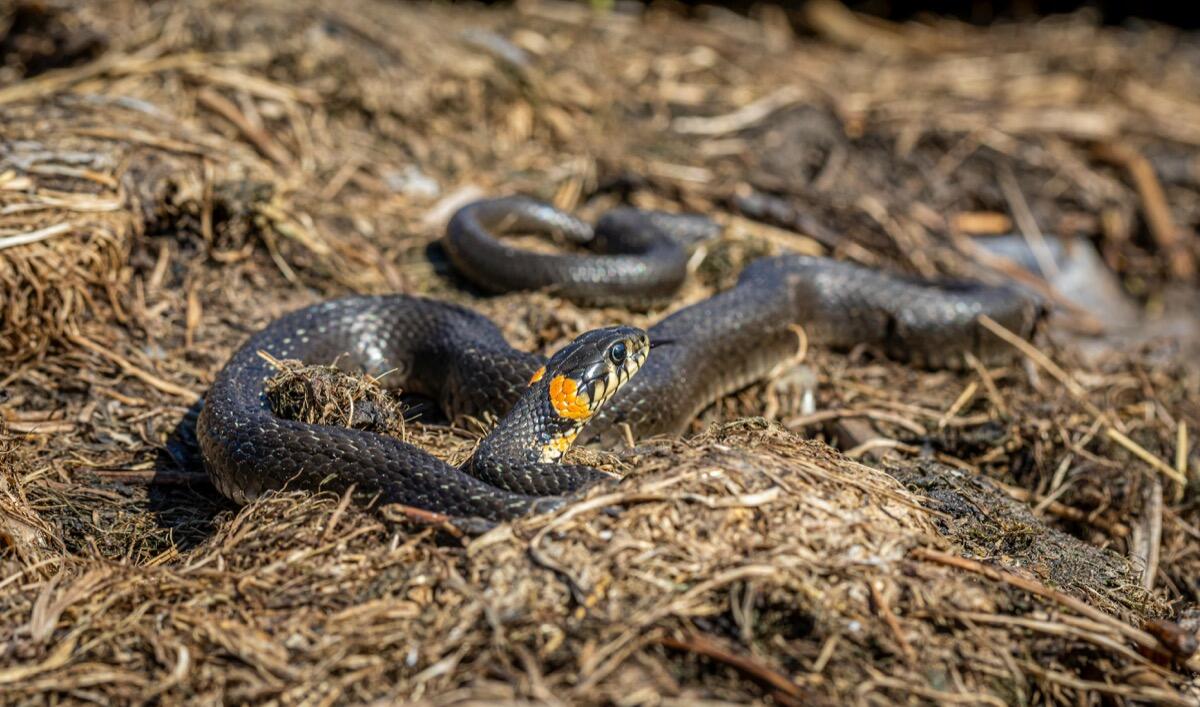 Snake Removal