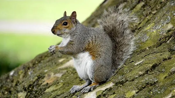 Squirrel Removal in North Georgia