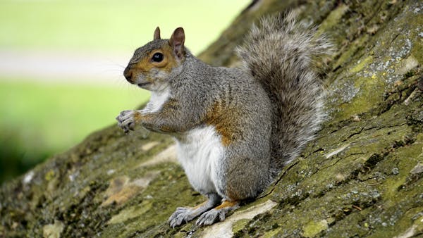Squirrel Removal